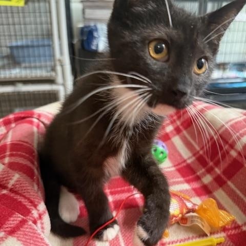 Enlarge SKYLER, a Adoptable Tuxedo in Millerstown, PA image 3/4