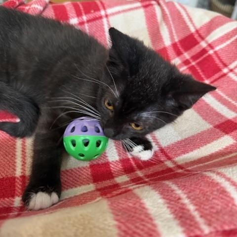 Enlarge SKYLER, a Adoptable Tuxedo in Millerstown, PA image 4/4