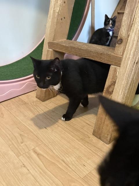 Enlarge SKYLER, a Adoptable Tuxedo in Millerstown, PA image 3/3