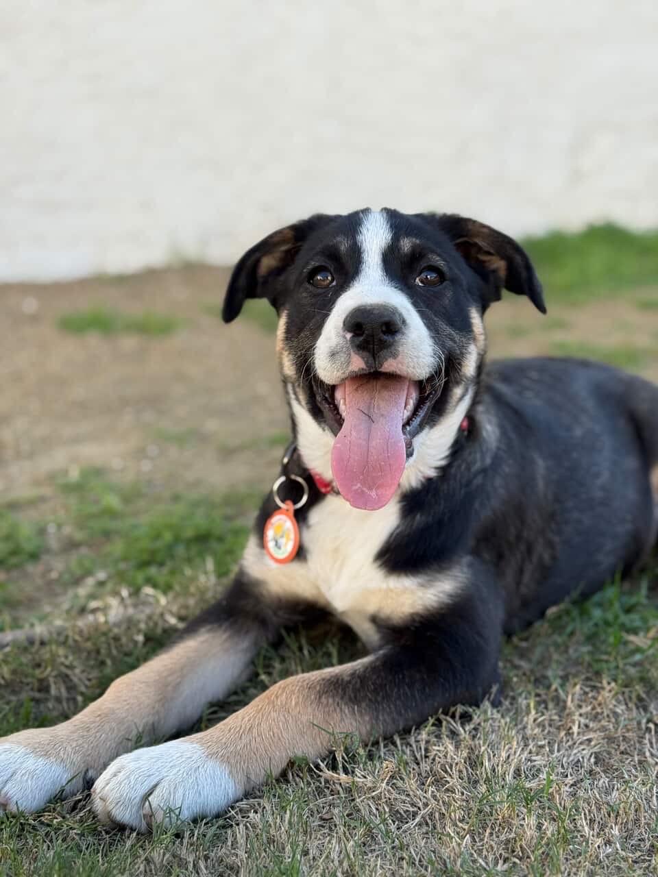 Skittles, ADOPTABLE, Puppy Female Bernese Mountain Dog & Australian Shepherd.