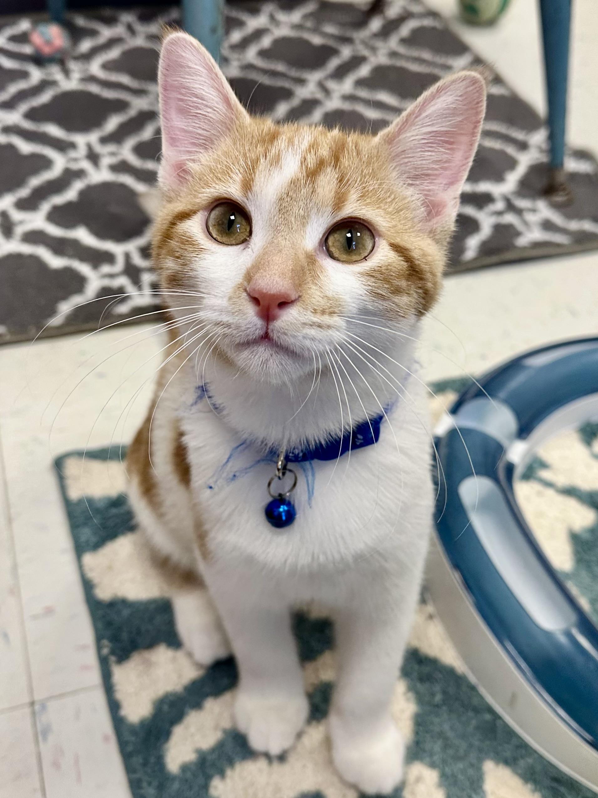 Enlarge Spark, a Adoptable Domestic Short Hair in Effingham, IL image 1/1