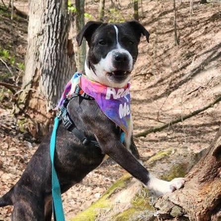 Rumi, an adopted mixed breed in East Peoria, IL image 2/6