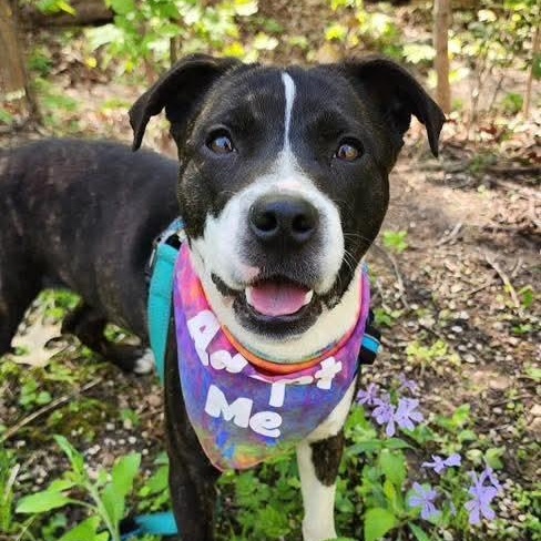 Rumi, an adopted mixed breed in East Peoria, IL image 1/6