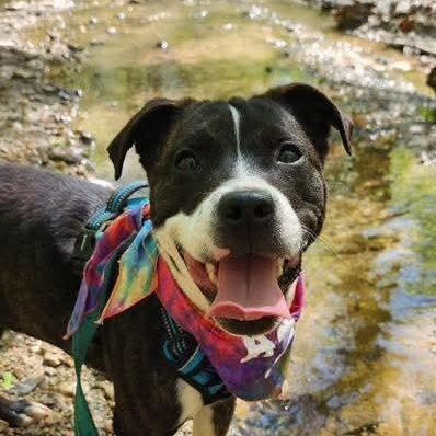 Rumi, an adopted mixed breed in East Peoria, IL image 6/6