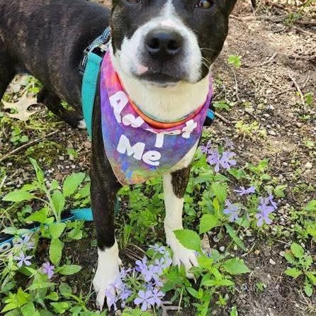 Rumi, an adopted mixed breed in East Peoria, IL image 3/6
