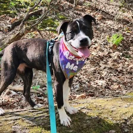 Rumi, an adopted mixed breed in East Peoria, IL image 4/6