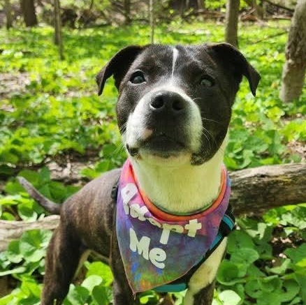 Rumi, an adopted mixed breed in East Peoria, IL image 5/6