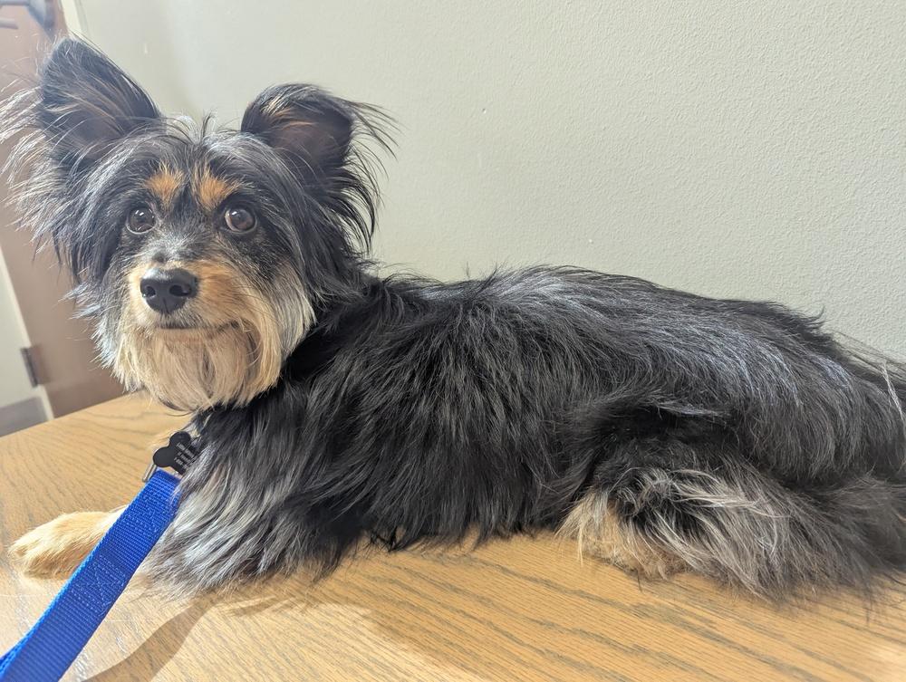 Yorkie - Pierre, Adoptable, Adult Male Yorkshire Terrier.