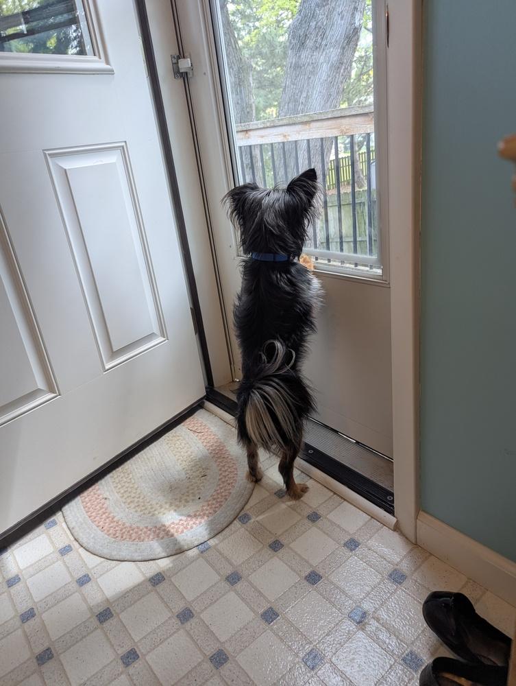 Yorkie - Pierre, a Adoptable mixed breed in Omaha, NE image 2/3