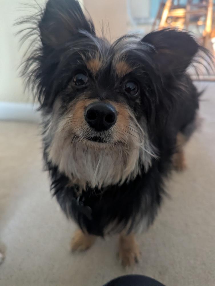Yorkie - Pierre, a Adoptable mixed breed in Omaha, NE image 3/3