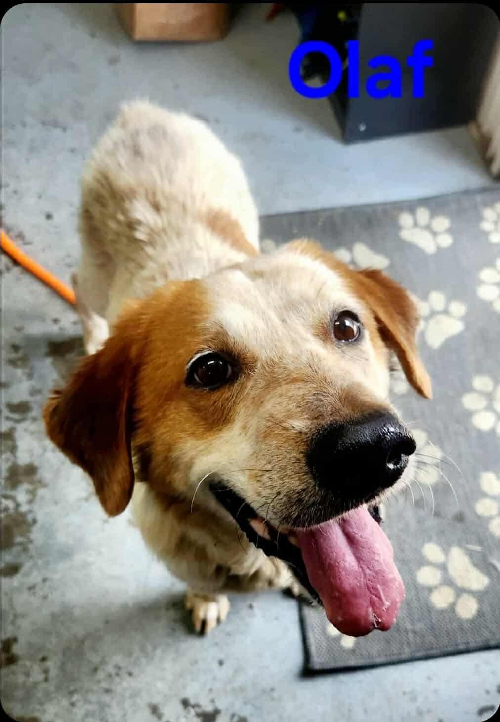 Enlarge Olaf, a Adoptable Mixed Breed in Greenville, KY image 1/1