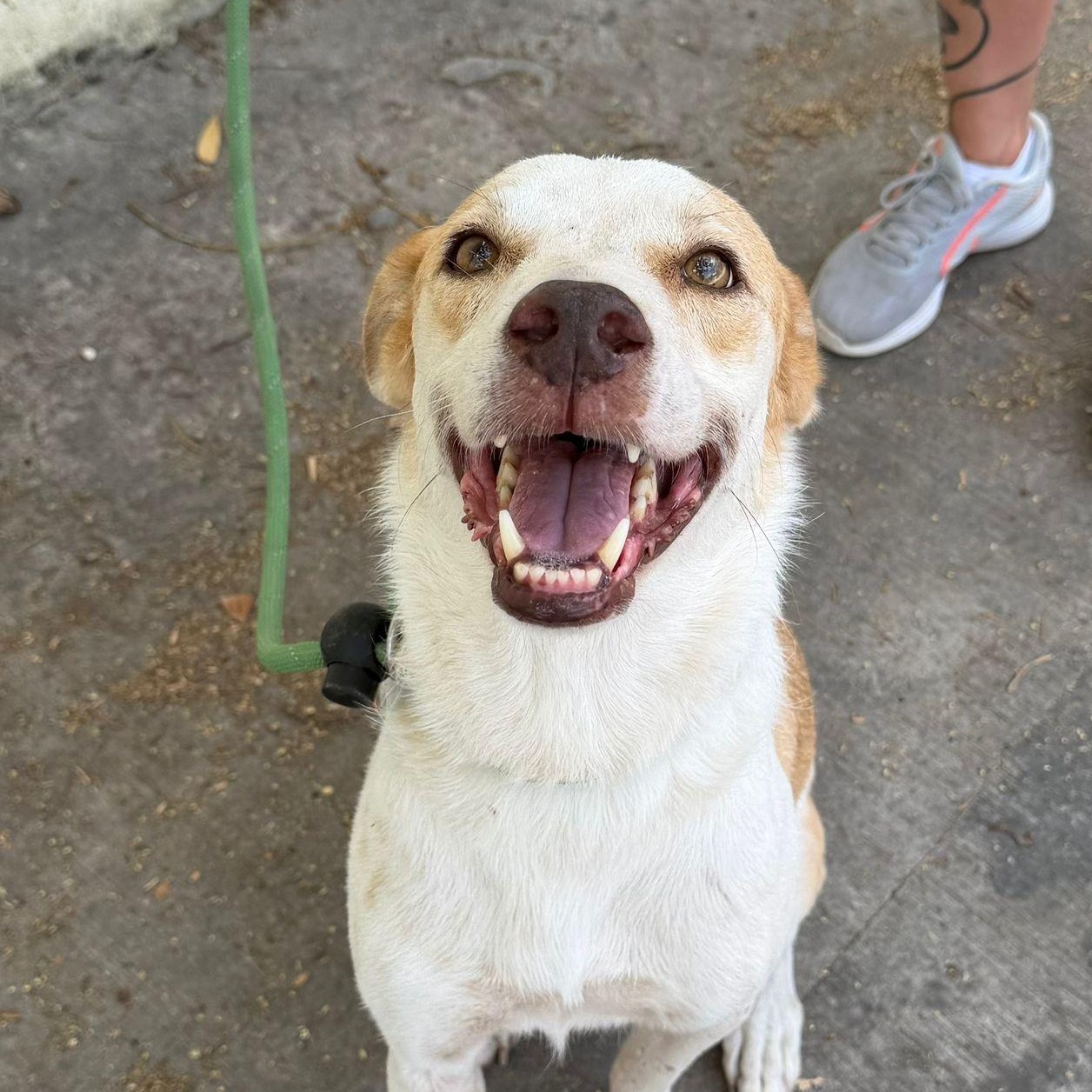 Enlarge Tego, a ADOPTABLE mixed breed in New York, NY image 6/6