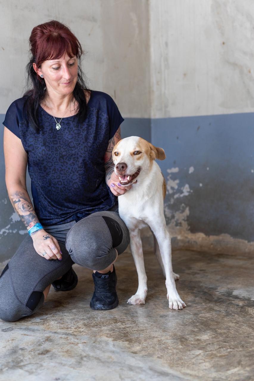 Enlarge Tego, a ADOPTABLE mixed breed in New York, NY image 2/6