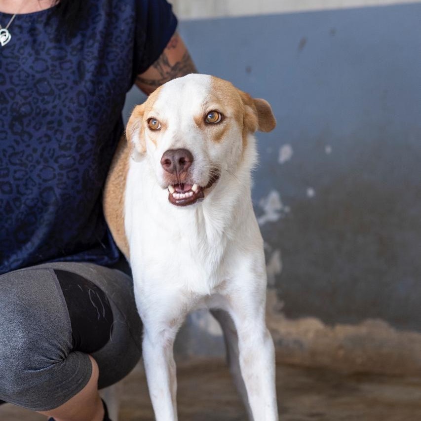 Tego, ADOPTABLE, Adult Male Hound & Whippet.