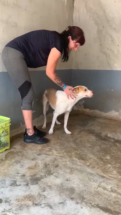 Enlarge Tego, a ADOPTABLE mixed breed in New York, NY video 4/6