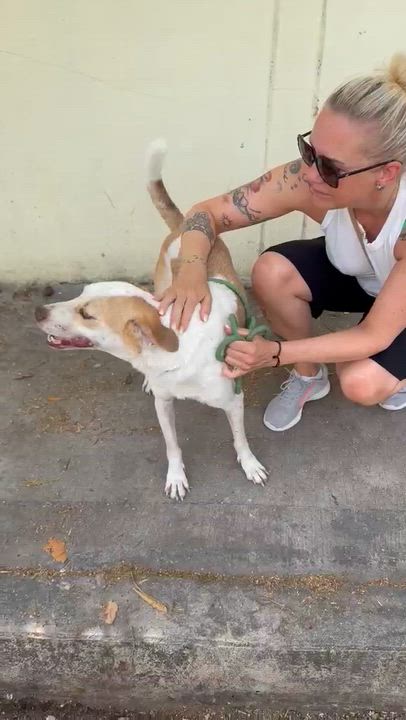 Enlarge Tego, a ADOPTABLE mixed breed in New York, NY video 5/6
