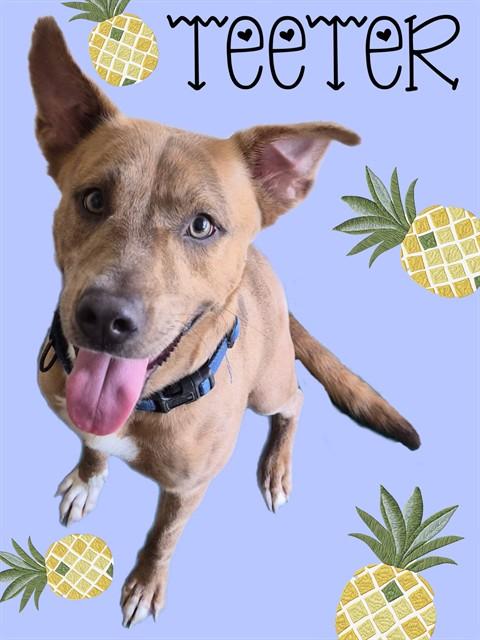 TEETER, Adoptable, Young Female German Shepherd Dog & Pit Bull Terrier.