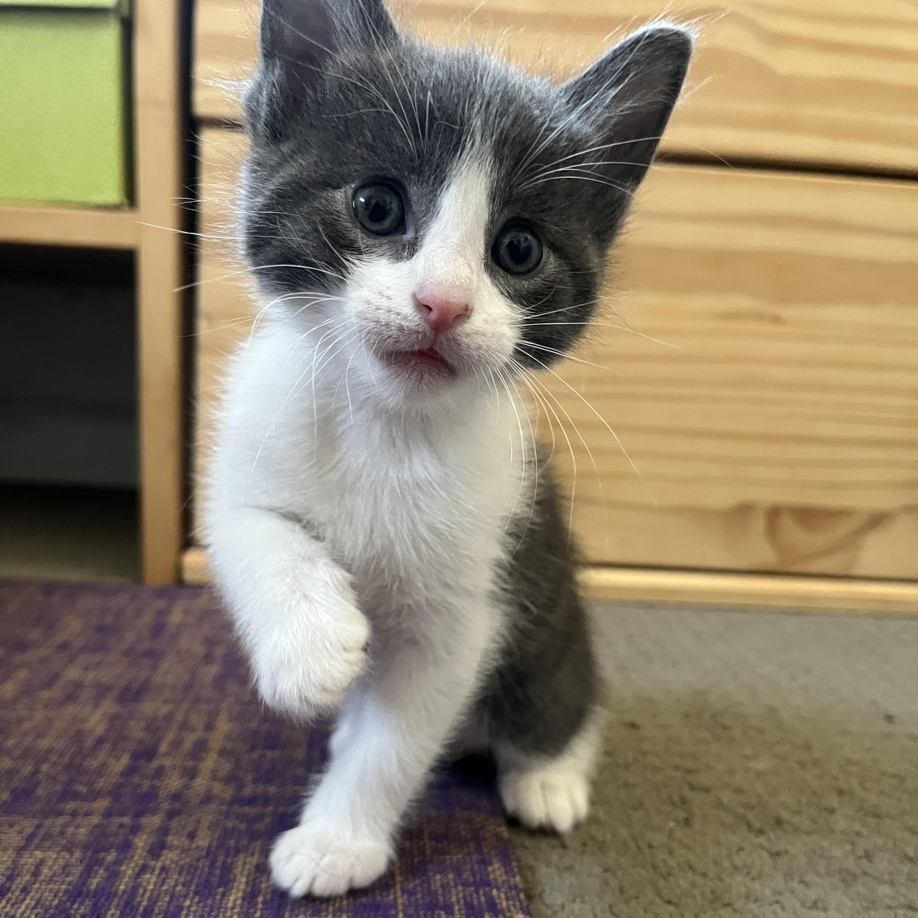 Enlarge Cedar, a ADOPTABLE mixed breed in Sherman Oaks, CA image 5/5