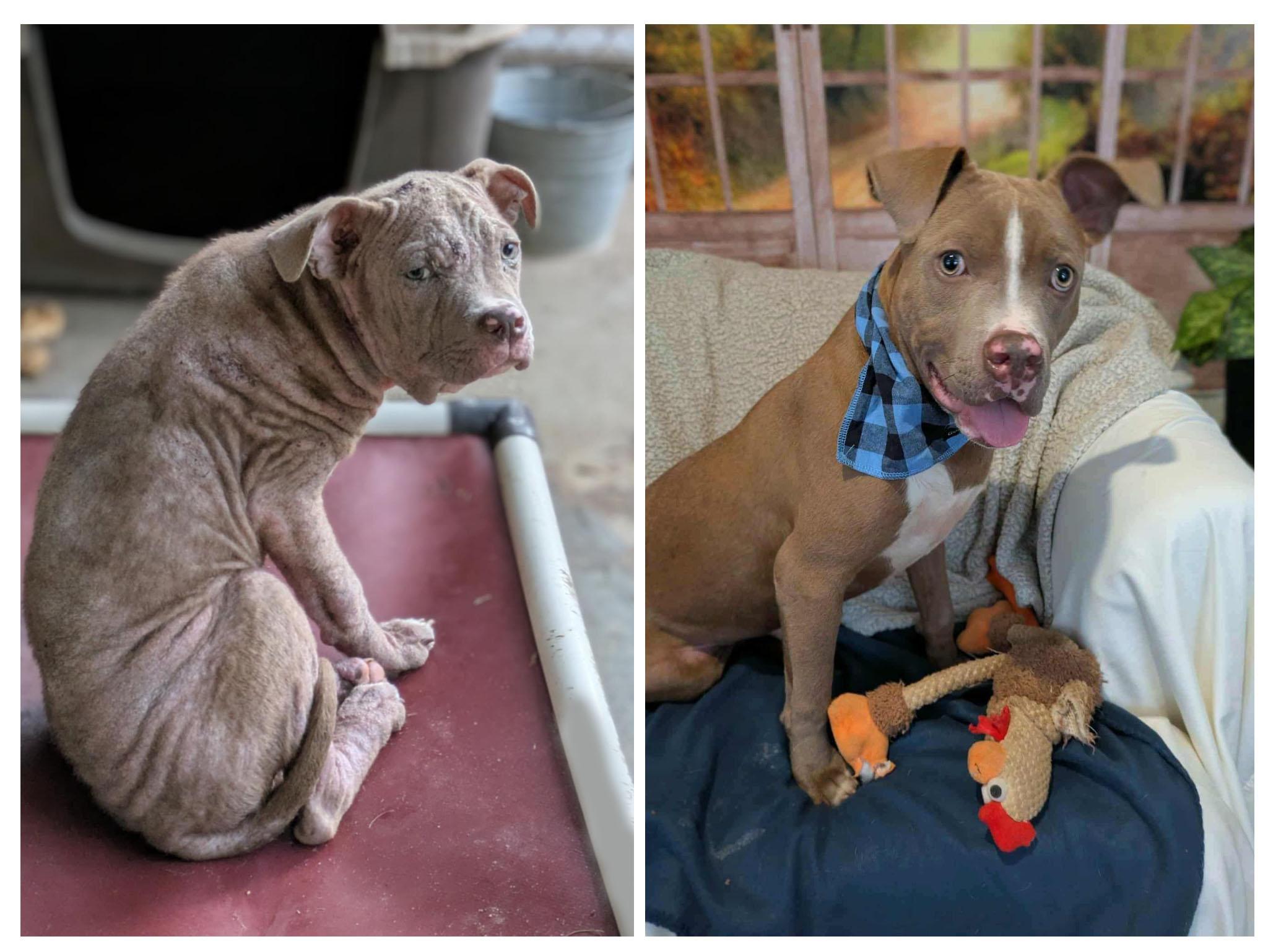 FInnegan, a Adoptable mixed breed in Ozark, AL image 1/5