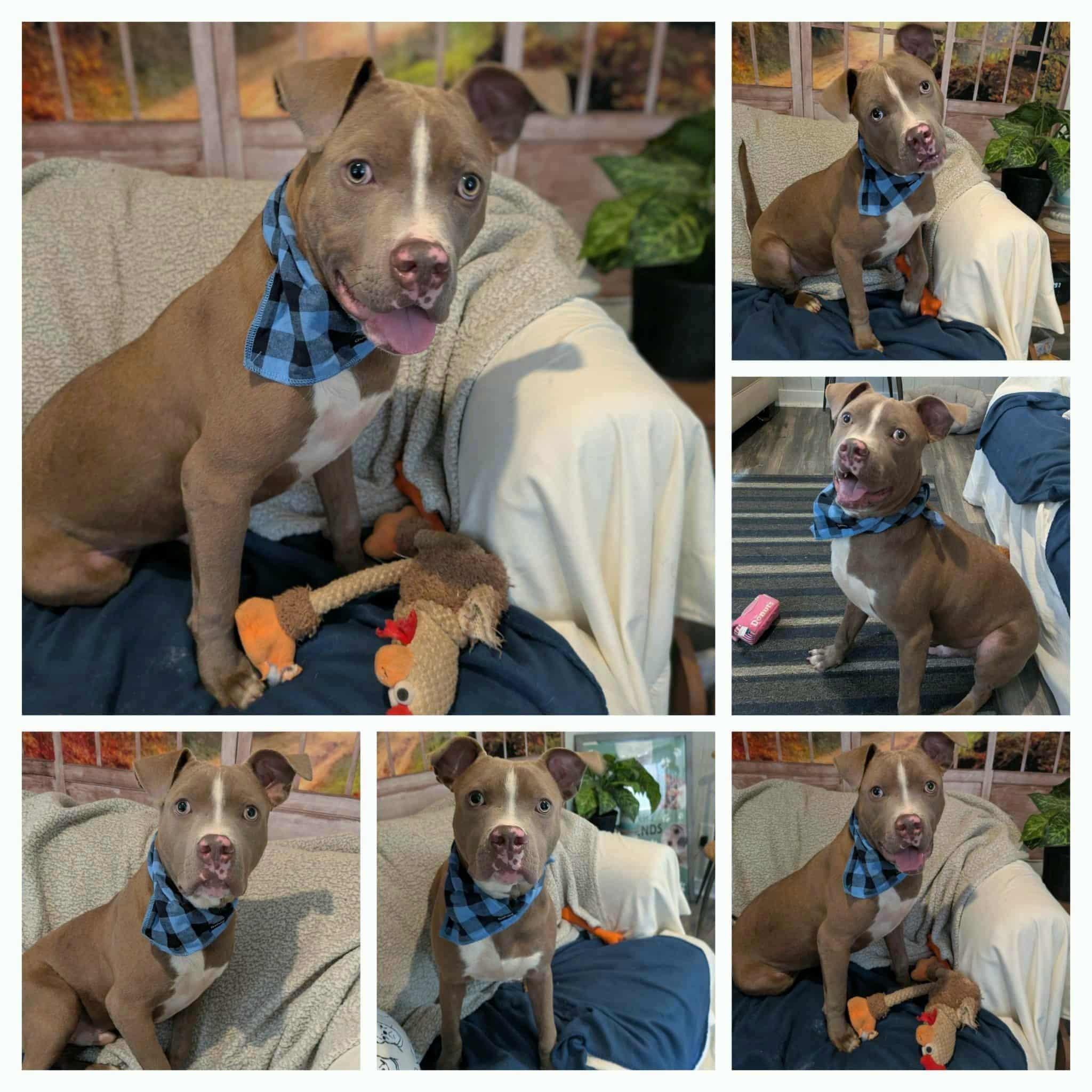 FInnegan, a Adoptable mixed breed in Ozark, AL image 2/5