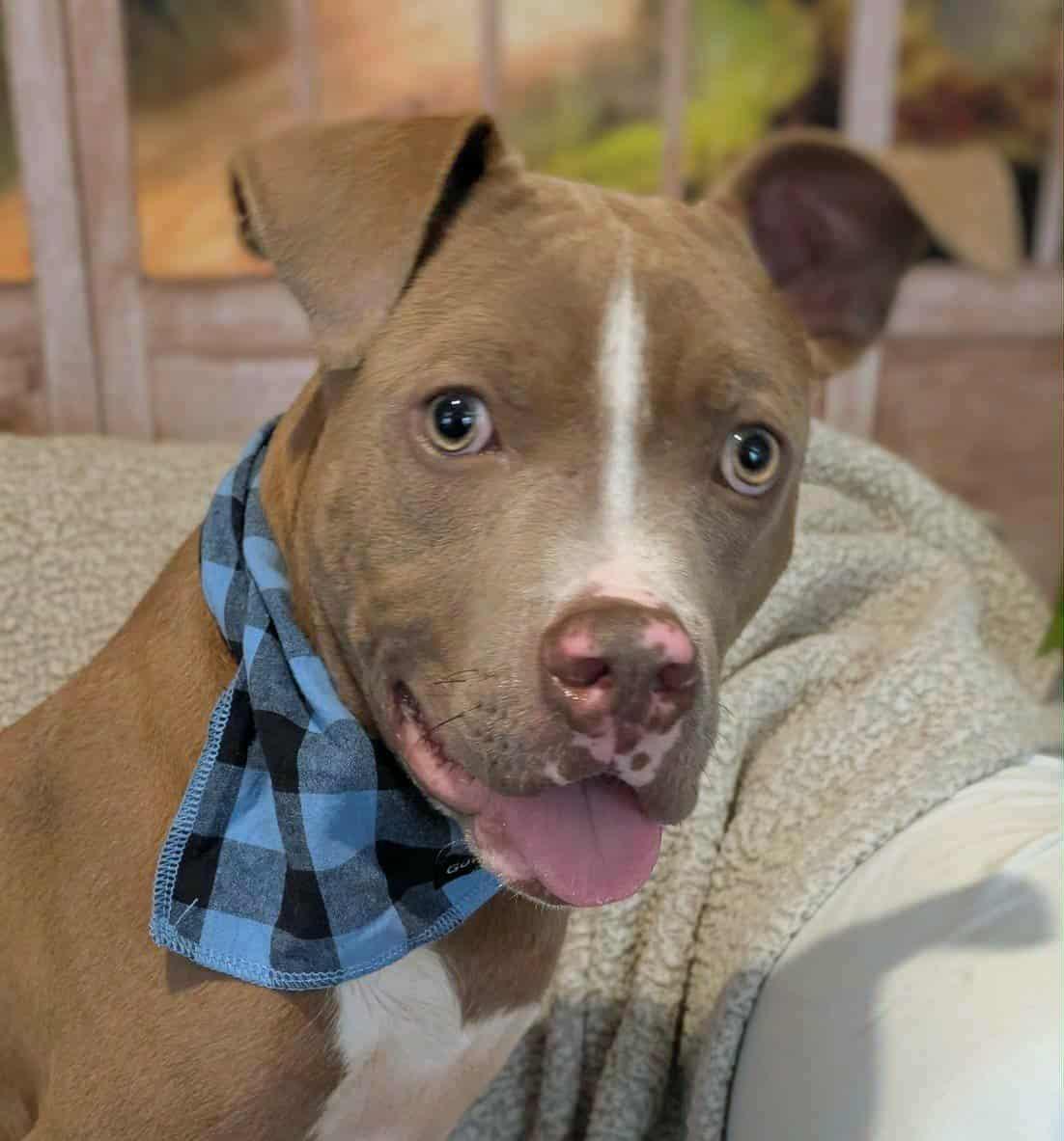 FInnegan, a Adoptable mixed breed in Ozark, AL image 3/5