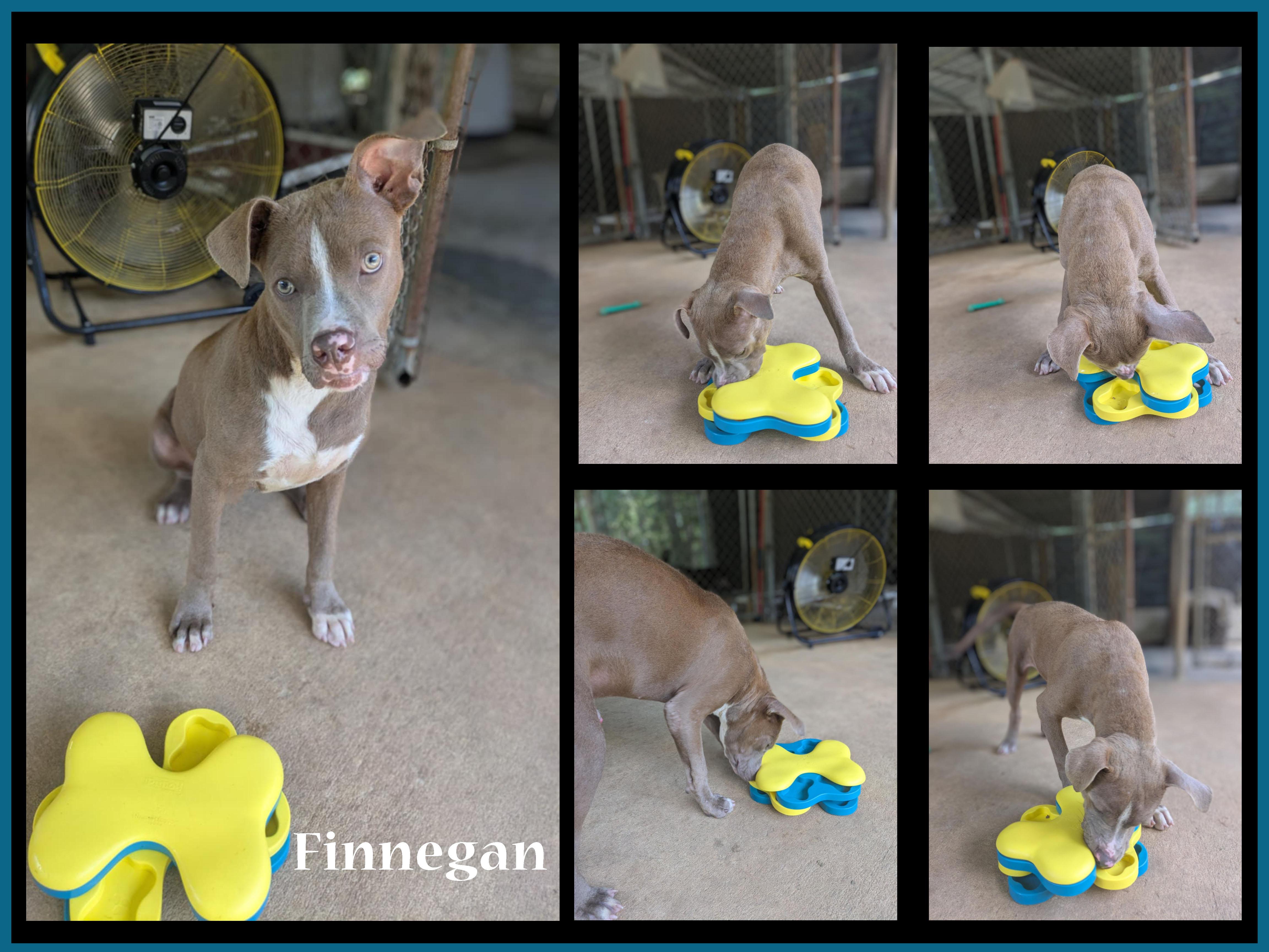 FInnegan, a Adoptable mixed breed in Ozark, AL image 4/5