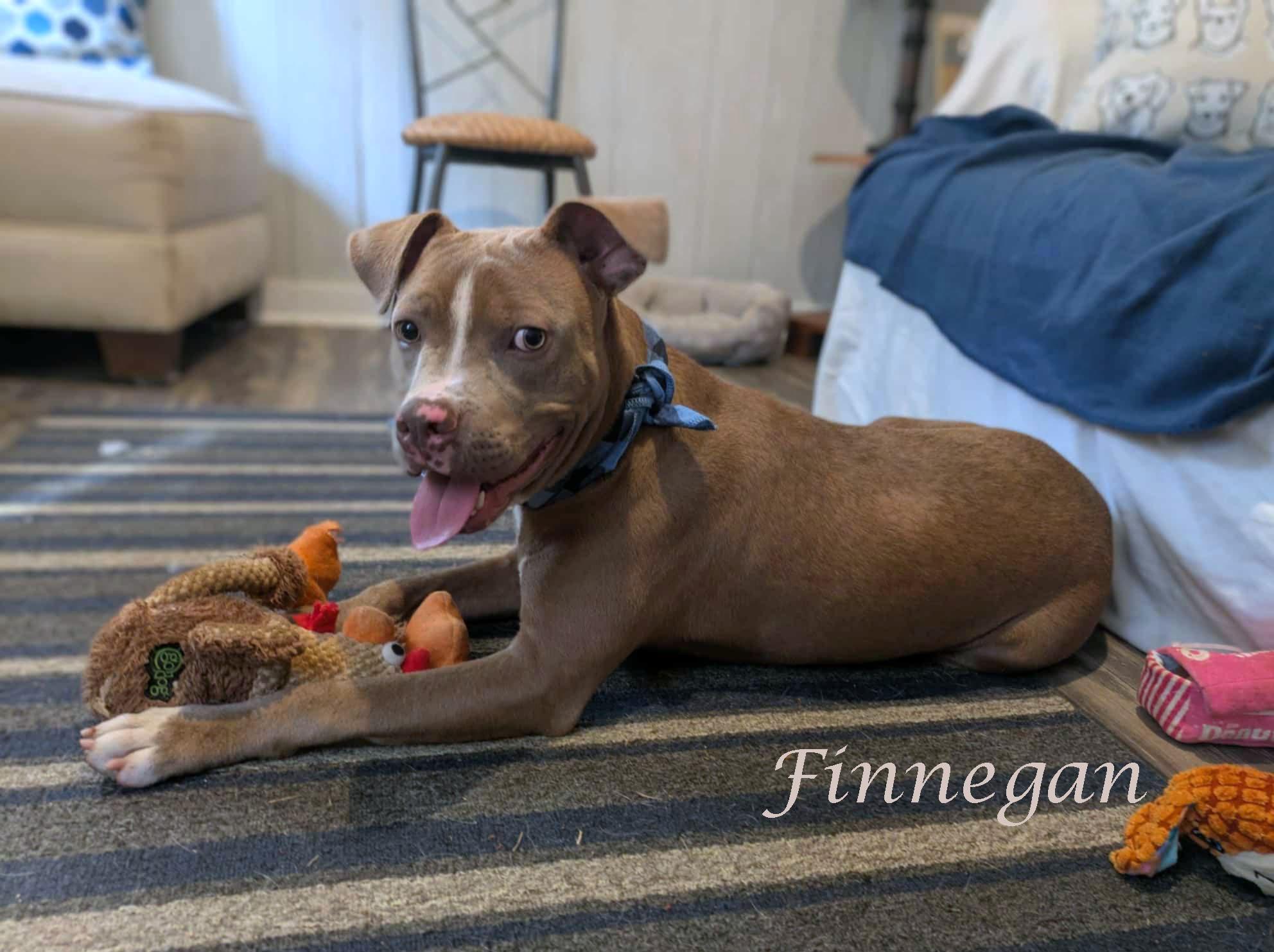 FInnegan, a Adoptable mixed breed in Ozark, AL image 5/5