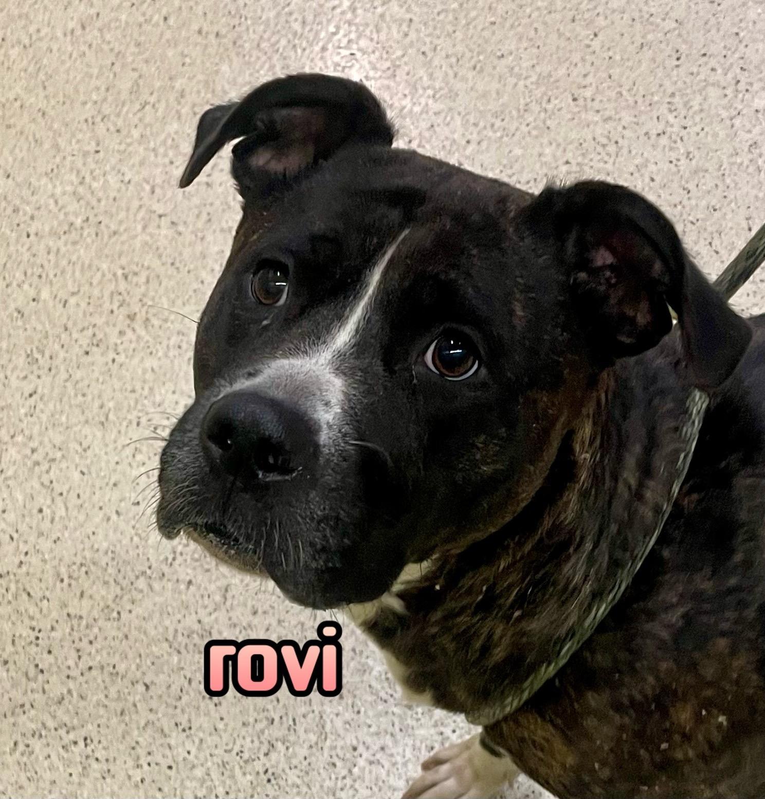 Rovi