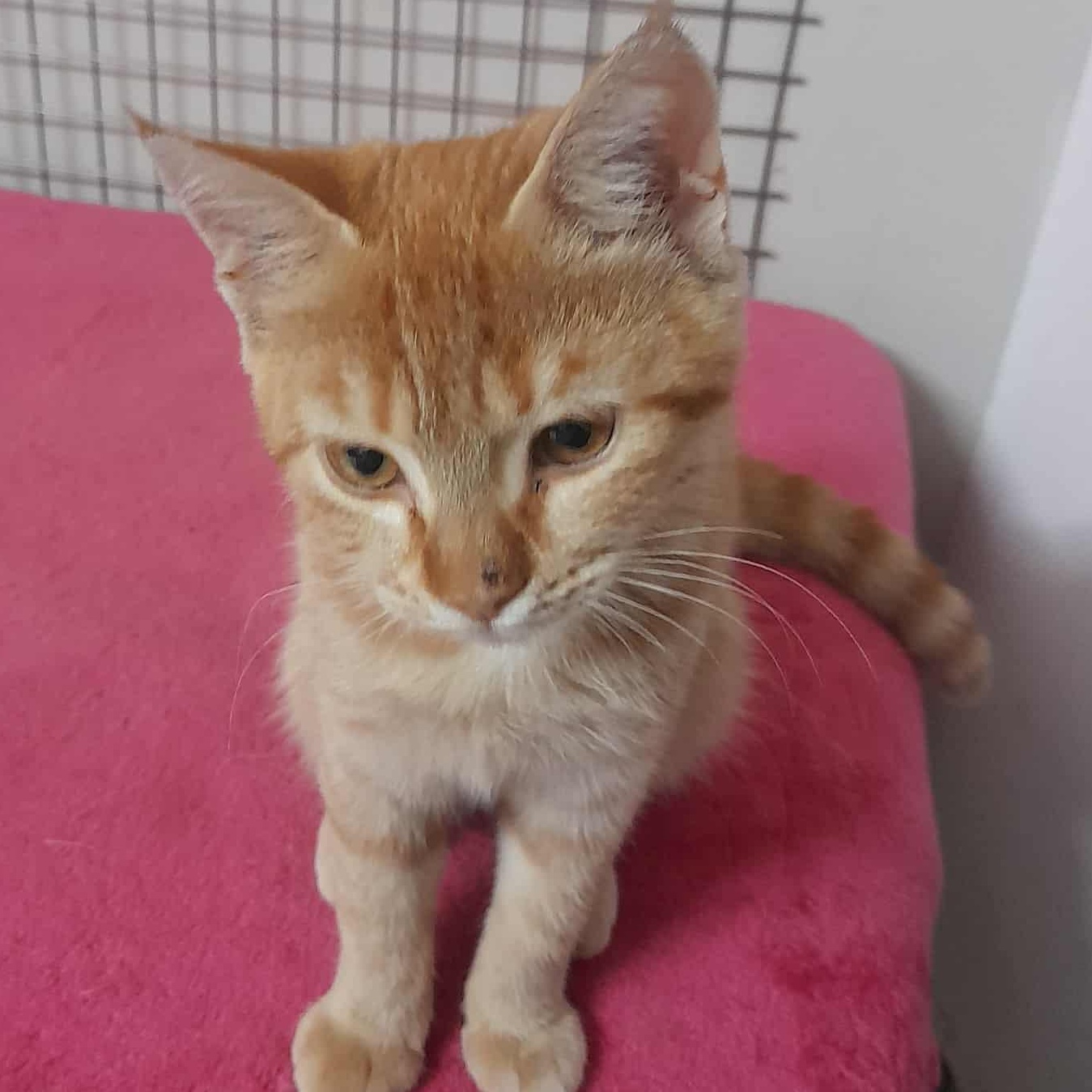 GingerMo