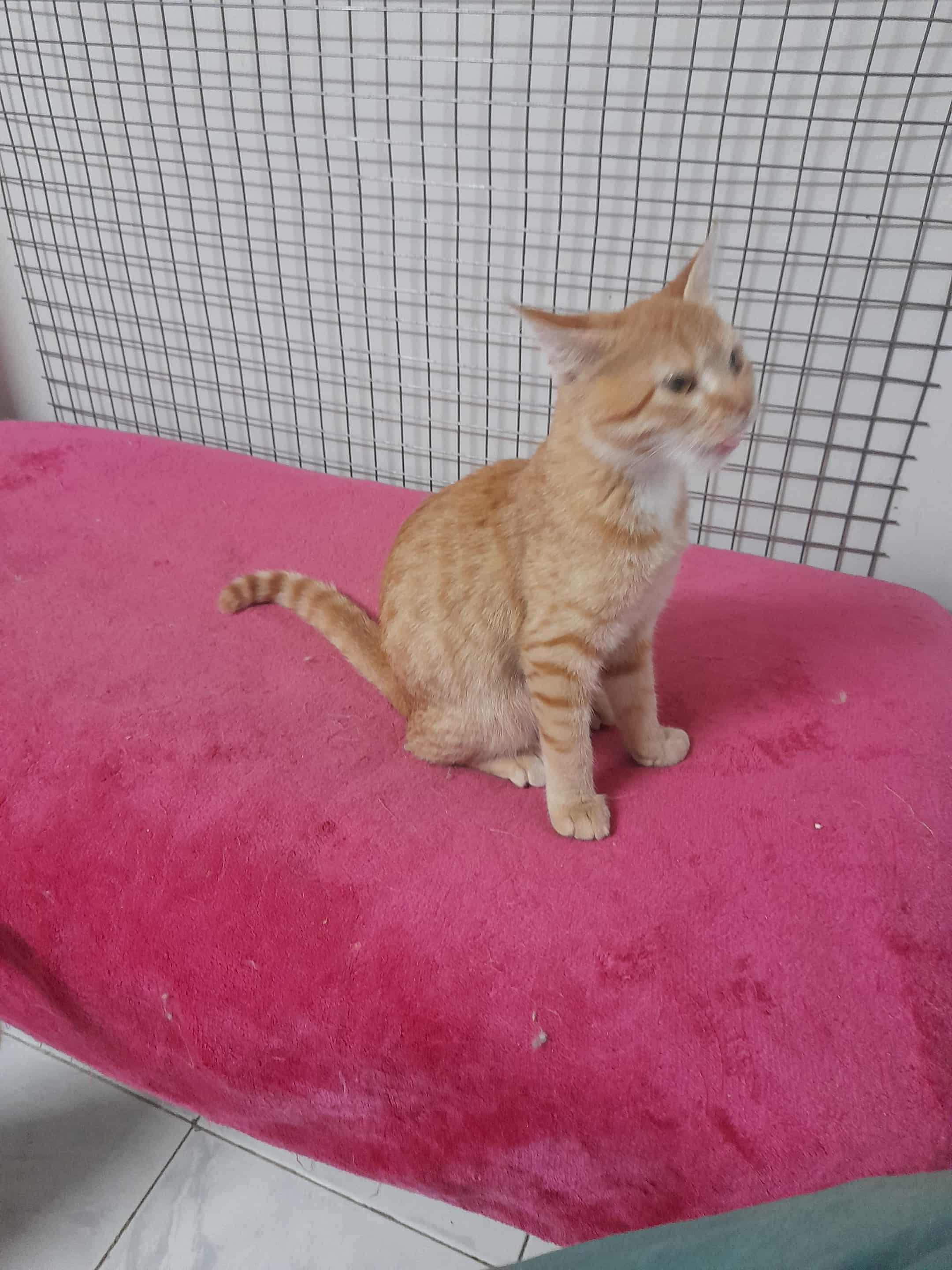 GingerMo