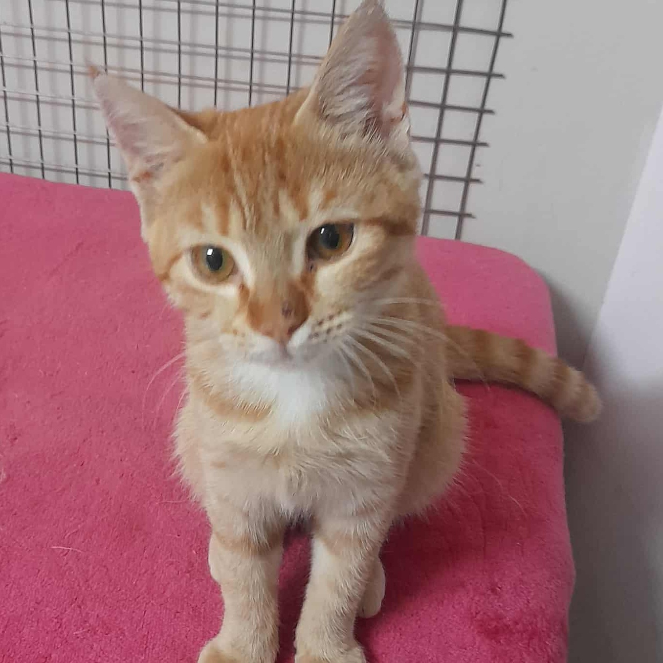GingerMo