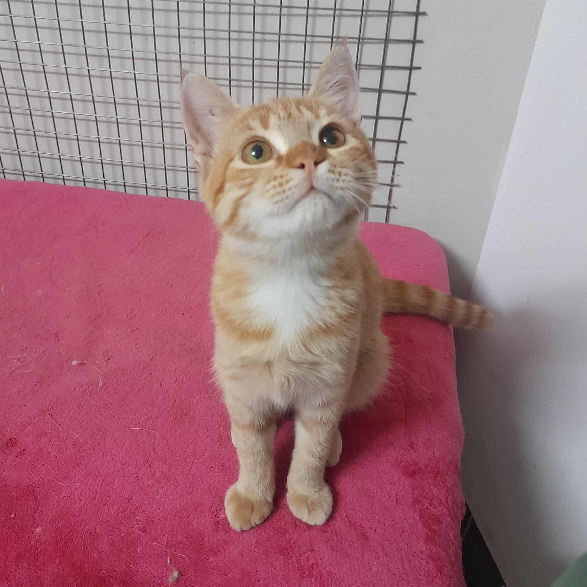 GingerMo