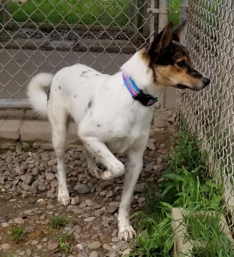 Sully, an adoptable Australian Cattle Dog / Blue Heeler in Neillsville, WI, 54456 | Photo Image 4