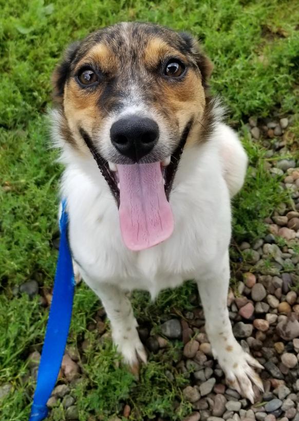 Sully, an adoptable Australian Cattle Dog / Blue Heeler in Neillsville, WI, 54456 | Photo Image 2