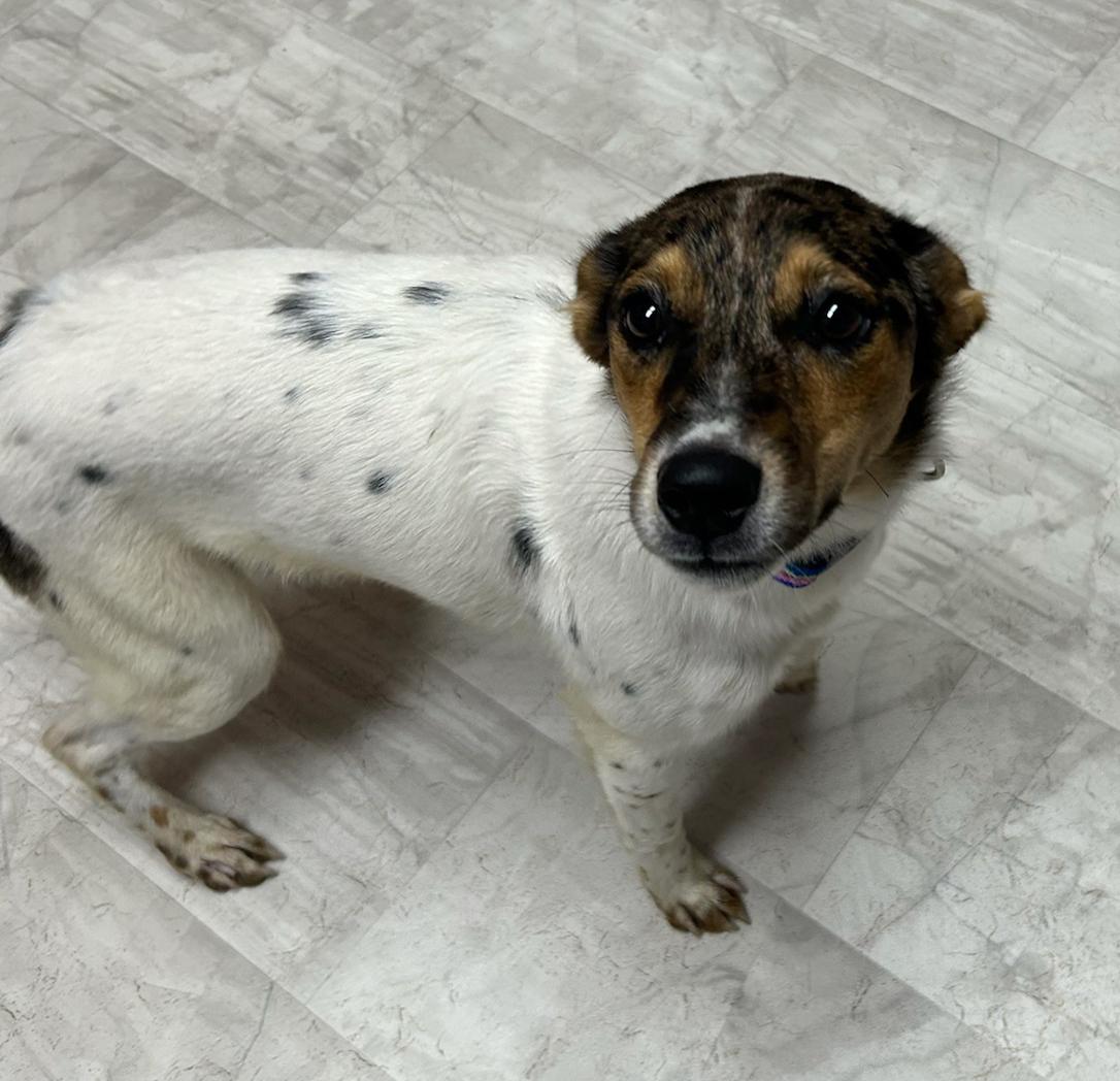Sully, an adoptable Australian Cattle Dog / Blue Heeler in Neillsville, WI, 54456 | Photo Image 6