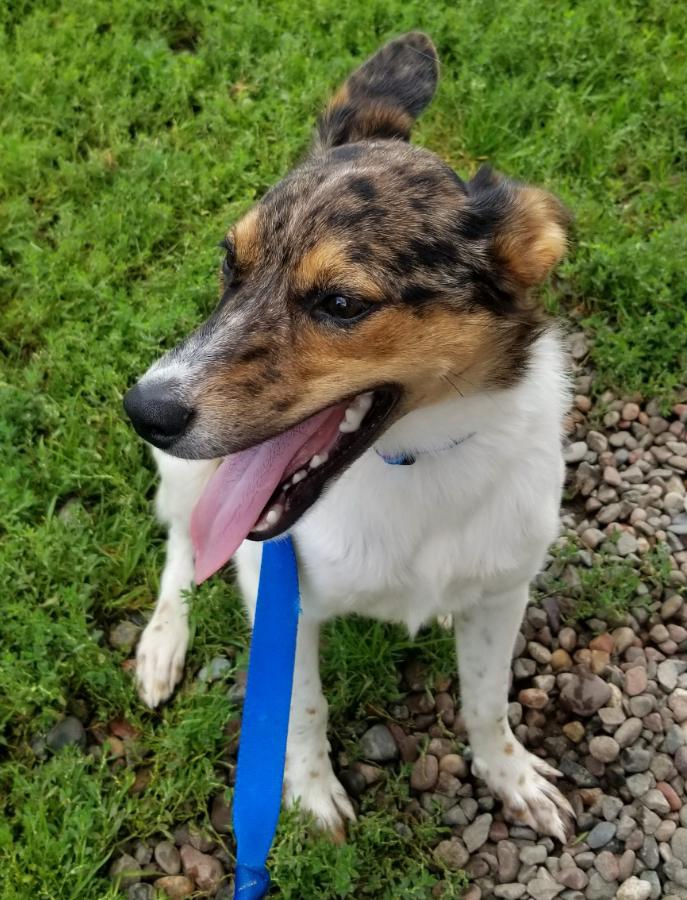 Enlarge Sully, a Adoptable mixed breed in Neillsville, WI image 1/6