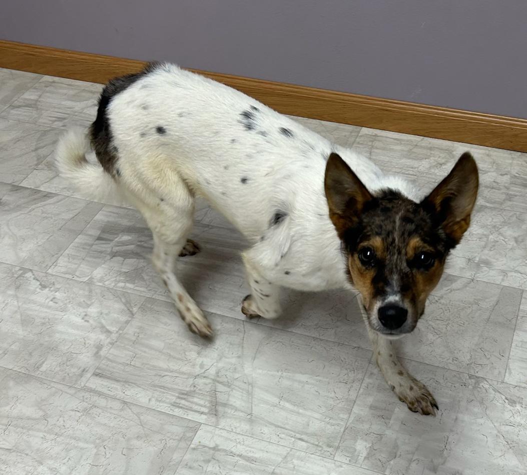 Enlarge Sully, a Adoptable mixed breed in Neillsville, WI image 5/6