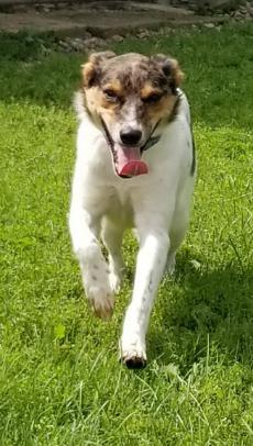 Enlarge Sully, a Adoptable mixed breed in Neillsville, WI image 3/6