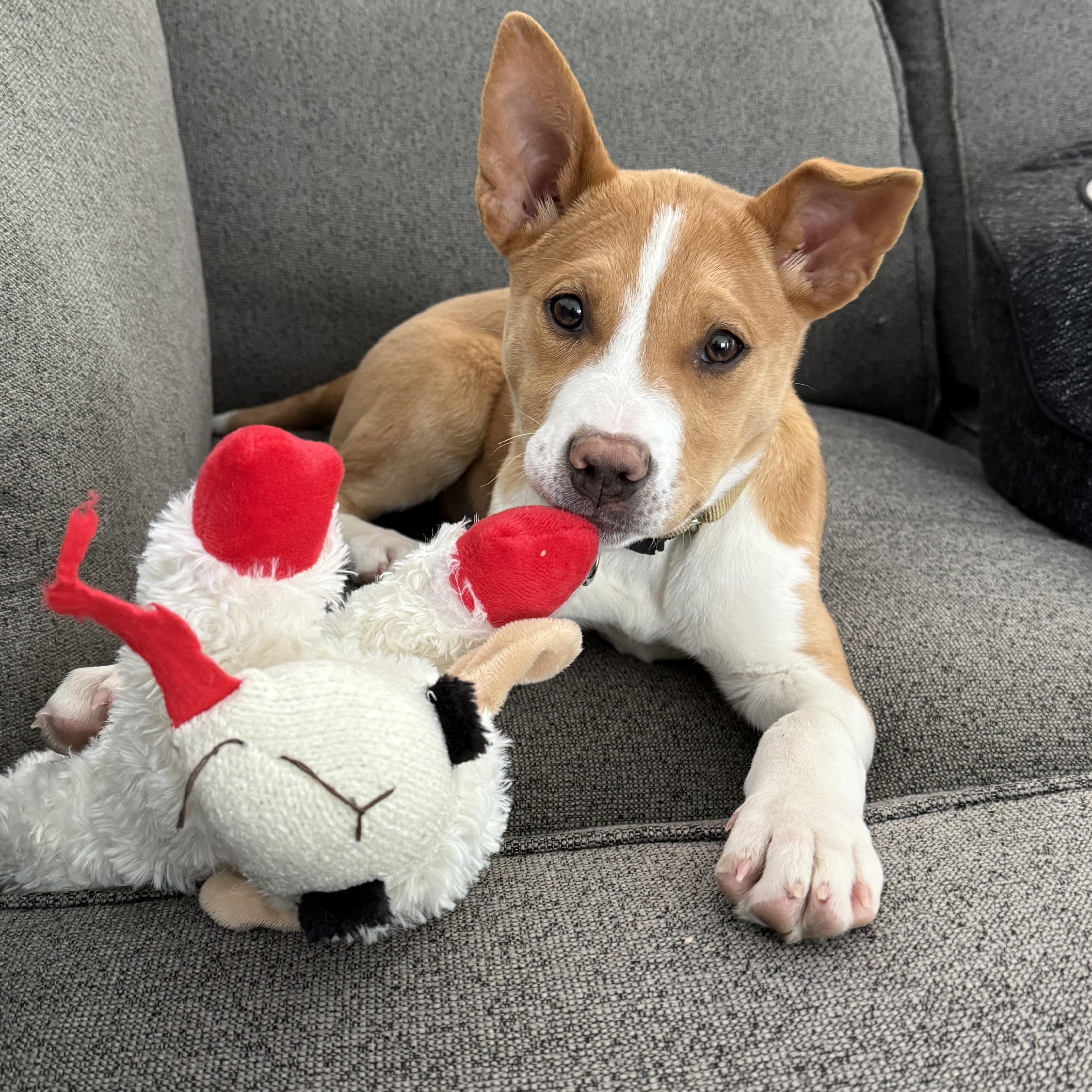 Skyy Spirits - Local pup — thumbnail 4