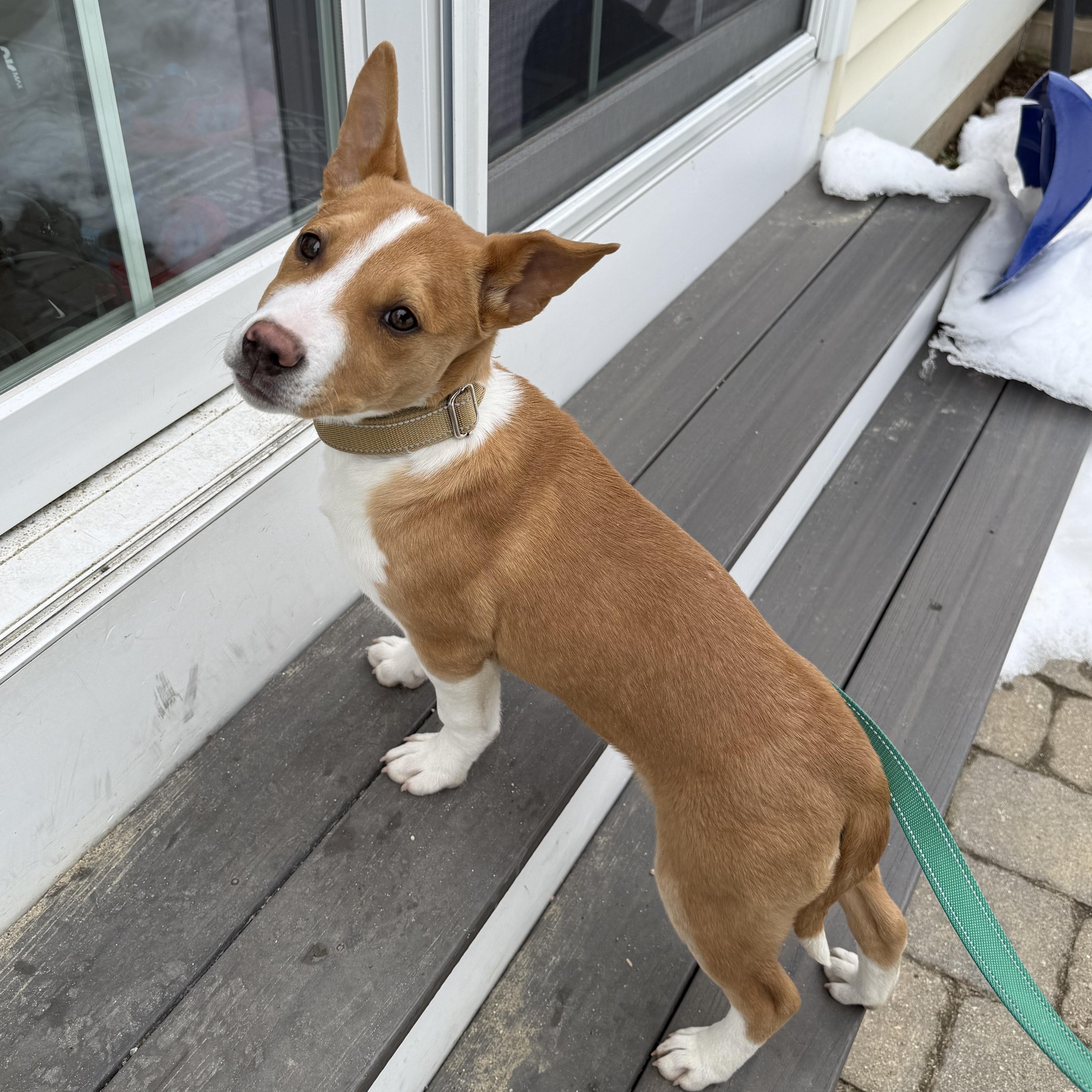 Skyy Spirits - Local pup — thumbnail 5