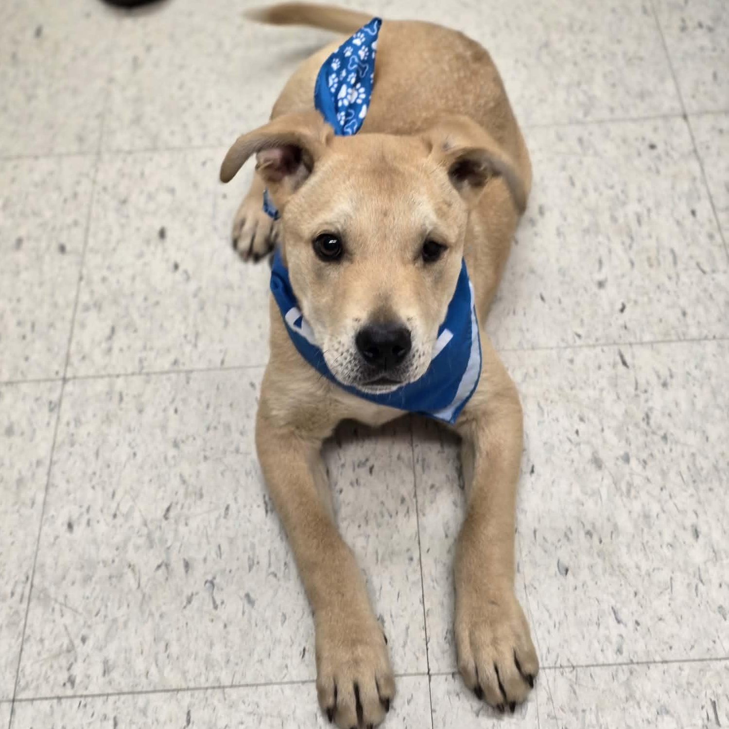 Bubbly, adopted, Puppy Male Labrador Retriever & Pit Bull Terrier.