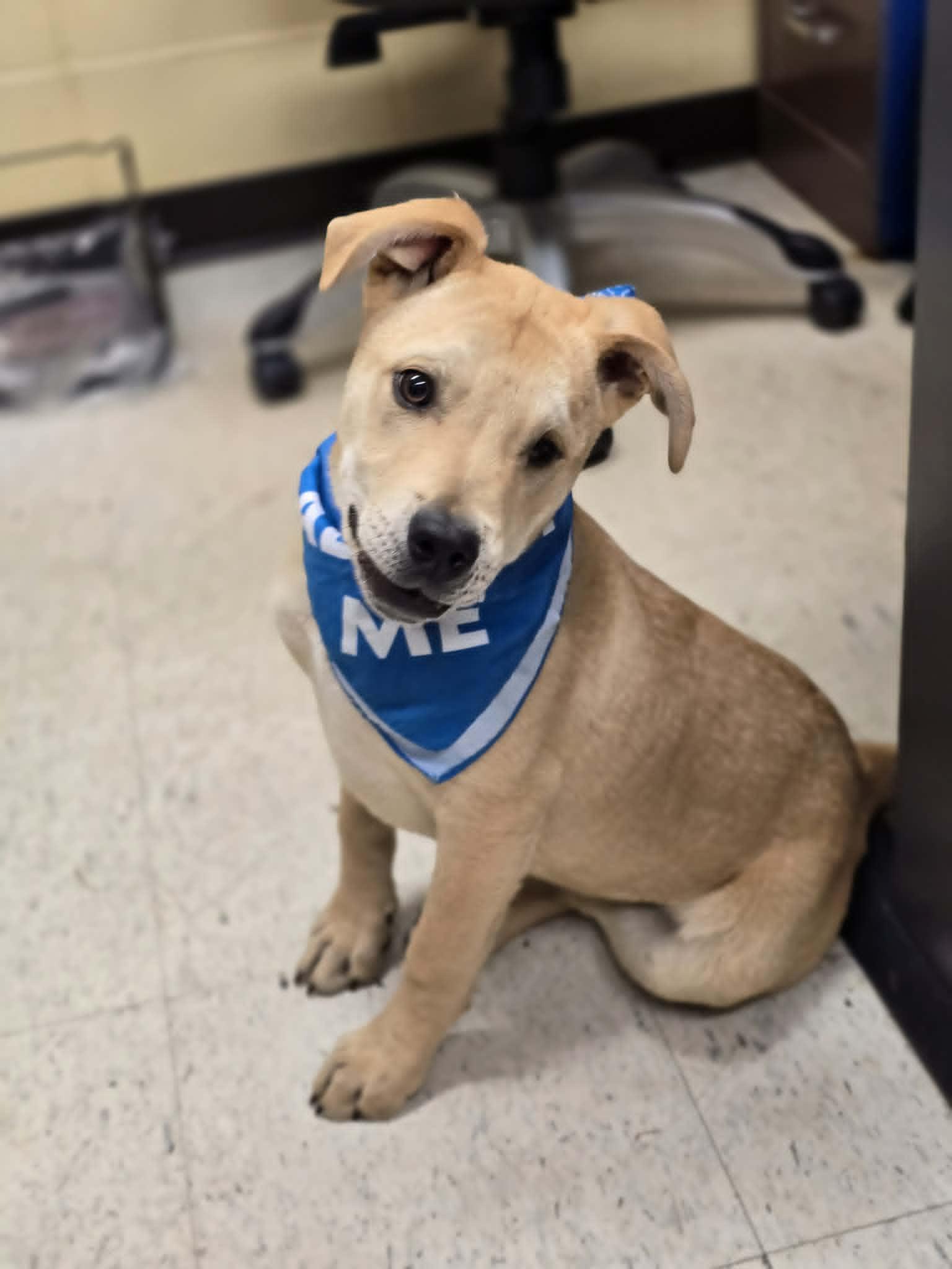 Enlarge Bubbly, an adopted mixed breed in Grants Pass, OR image 2/2