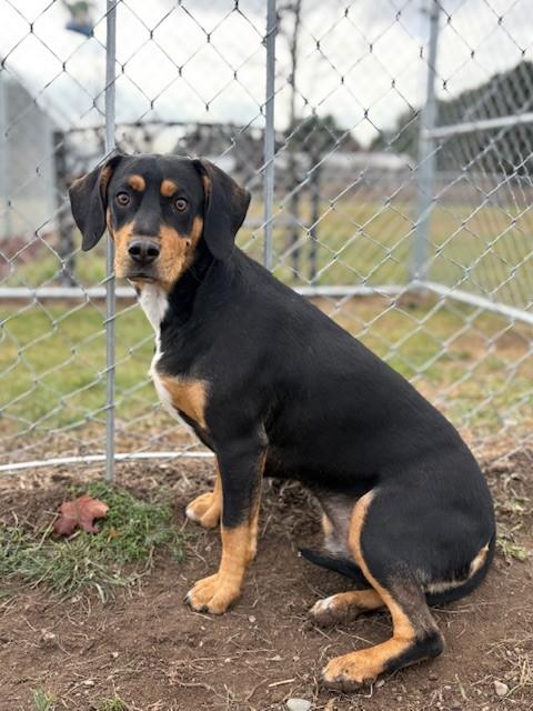 Enlarge Finnigan, a ADOPTABLE mixed breed in Ionia, MI image 1/6