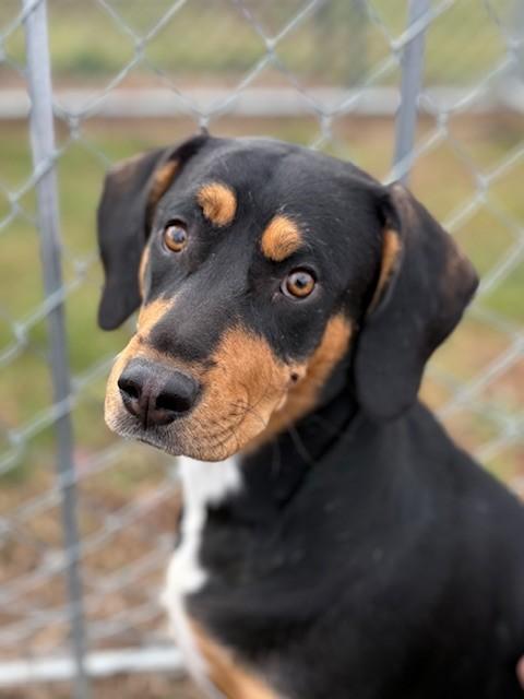 Enlarge Finnigan, a ADOPTABLE mixed breed in Ionia, MI image 3/6