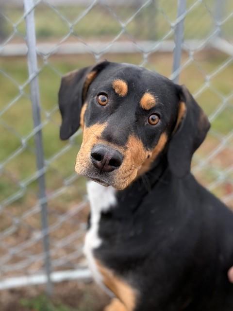 Enlarge Finnigan, a ADOPTABLE mixed breed in Ionia, MI image 4/6