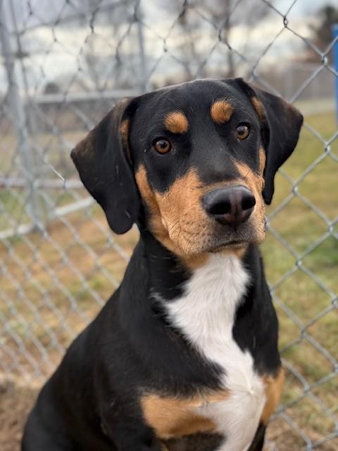 Enlarge Finnigan, a ADOPTABLE mixed breed in Ionia, MI image 5/6