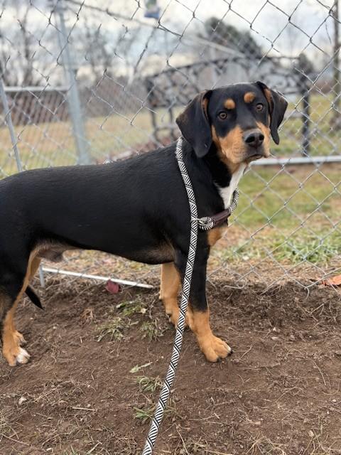 Enlarge Finnigan, a ADOPTABLE mixed breed in Ionia, MI image 6/6