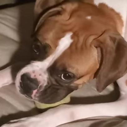 Enlarge Cookie, a ADOPTABLE Boxer in Tallahassee, FL image 5/6
