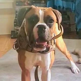 Enlarge Cookie, a ADOPTABLE Boxer in Tallahassee, FL image 3/6
