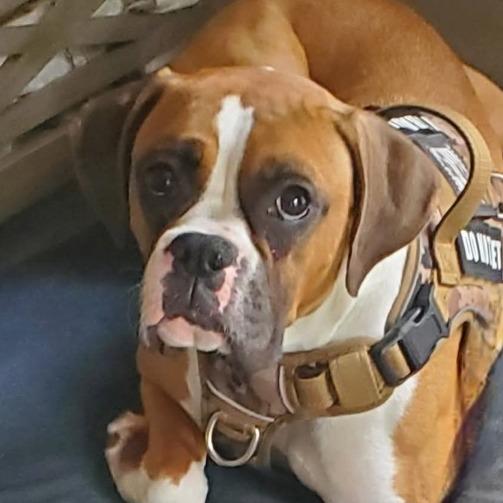 Enlarge Cookie, a ADOPTABLE Boxer in Tallahassee, FL image 4/6